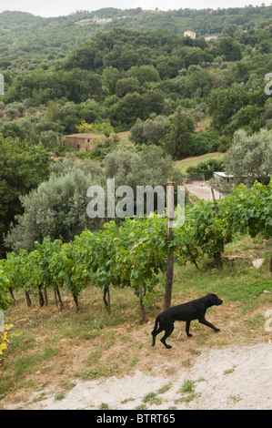Vineyards at the Agriturismo Chiusulelle in Southern Italy Stock Photo