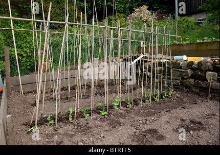 Runner beans emerging in vegetable plot with a cane frame over them for them to grow up Stock Photo