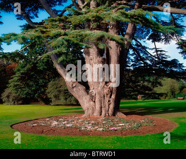 Talbot Botanic Gardens, Co Dublin, Ireland; Cedar Of Lebanon And Cyclamen Stock Photo