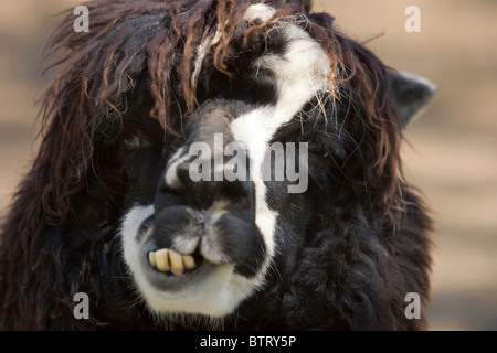 Close up of an alpaca Stock Photo