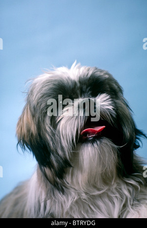 The Chinese Shih Tzu breed, one of the most ancient dog breeds in the world - this one looks up expectantly with mouth open Stock Photo