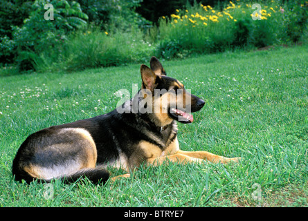 German Shepherd dog lying in grass and clover on summer evening in the back yard, USA Stock Photo