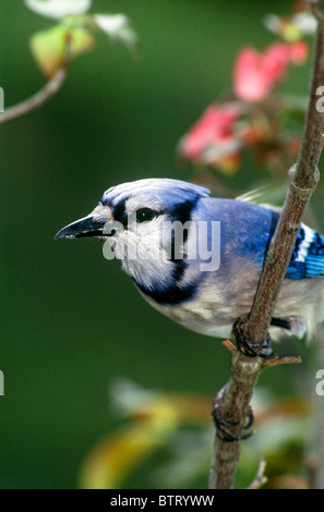 Blue Jay (Cyanocitta cristata) perched on branch of blooming pink Dogwood tree in spring, closeup Stock Photo