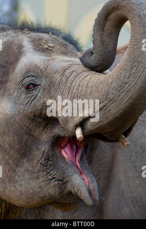 Indian elephant trumpeting