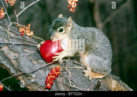 Eastern Grey Squirrel (Sciurus carolinensis) eating apple in tree with bittersweet vine and berries Stock Photo
