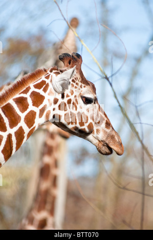 Reticulated Giraffes high in the trees Stock Photo