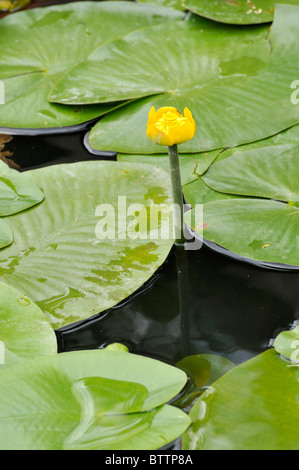 Yellow pond lily (Nuphar lutea) Stock Photo