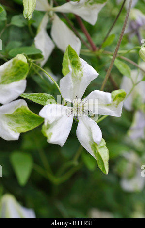 Italian clematis (Clematis viticella 'Alba Luxurians') Stock Photo