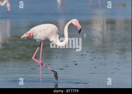 Greater Flamingo (Phoenicopterus roseus - Phoenicopterus ruber roseus) feeding in shallow water Stock Photo