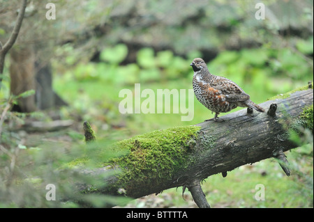 Hazel grouse - Common hazelhen - Northern hazelhen (Bonasa bonasia - Tetrastes bonasia) male standing on a fallen dead tree