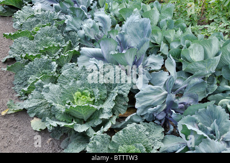 Savoy cabbage (Brassica oleracea var. sabauda), red cabbage (Brassica oleracea var. capitata f. rubra) and white cabbage (Brassica oleracea var. Stock Photo