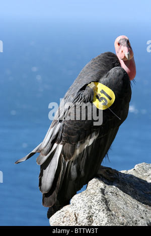 California Condor (Gymnogyps californianus) perched on a rock with the sea in the background Stock Photo