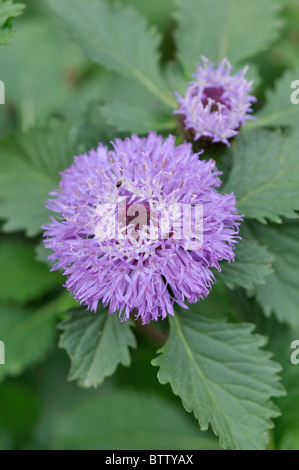 Brazilian button flower (Centratherum punctatum) Stock Photo