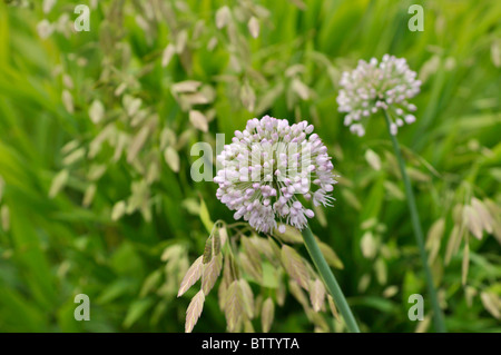 Ornamental onion (Allium schubertii) and bamboo grass (Chasmanthium latifolium syn. Uniola latifolia) Stock Photo