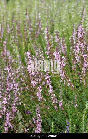 Hyssop (Hyssopus officinalis 'Rosea') Stock Photo