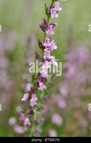 Hyssop (Hyssopus officinalis 'Rosea') Stock Photo