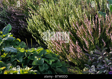Hyssop (Hyssopus officinalis 'Rosea'), garden strawberry (Fragaria x ananassa) and sage (Salvia) Stock Photo