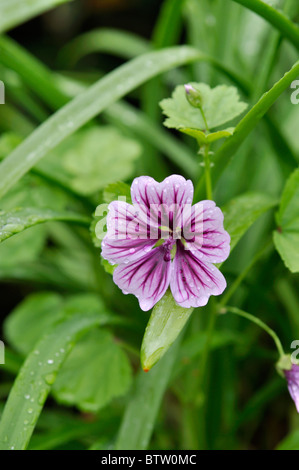 Common mallow (Malva sylvestris var. mauritiana) Stock Photo