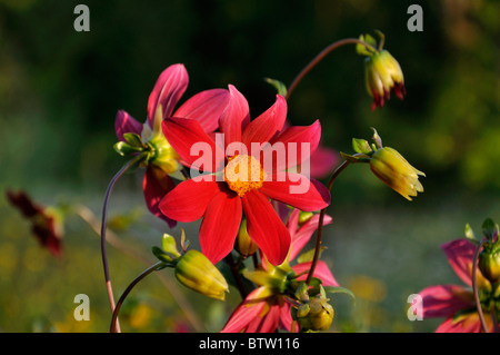Dahlia (Dahlia pinnata) Stock Photo