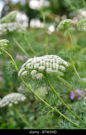 Toothpick weed (Ammi visnaga 'Blütenball') Stock Photo