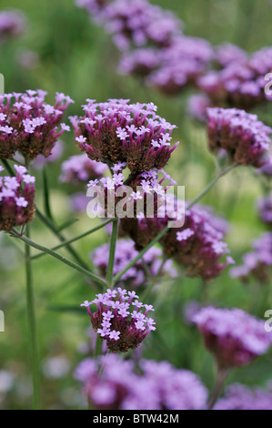 Purpletop vervain (Verbena bonariensis) Stock Photo
