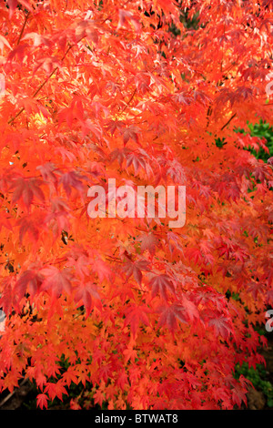 Japanese Maple Tree - Acer Palmatum Osakazuki. Known for its highly colored leaves in Autumn Stock Photo