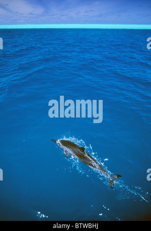 Hawaiian Spinner Dolphin, (Stenella longirostris), bow-riding, Midway Atoll, northwest Hawaiian Islands. Stock Photo