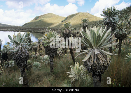 Ecuador, Andes Mountains, El Angel Nature Reserve at 3300m, Frailejones (Espeletia hartwegiana). Stock Photo