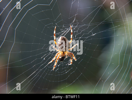 GARDEN SPIDER FEEDING ON FLY ON WEB Stock Photo