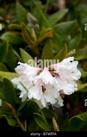 ( rhododendron caucasicum , ericaceae ) flowering Stock Photo