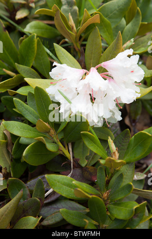 ( rhododendron caucasicum , ericaceae ) flowering Stock Photo