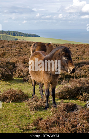 Exmoor Ponies, near Porlock, Exmoor National Park, Somerset, England Stock Photo