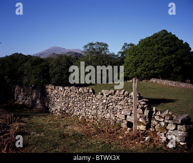 A drystone wall framing Oak Trees in leaf in Eskdale  with Scafell in the background Spring Lake District Cumbria England Stock Photo