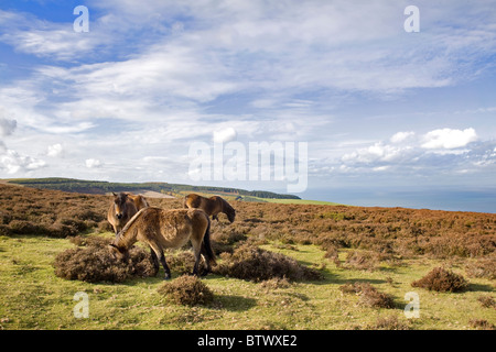 Exmoor Ponies, near Porlock, Exmoor National Park, Somerset, England Stock Photo