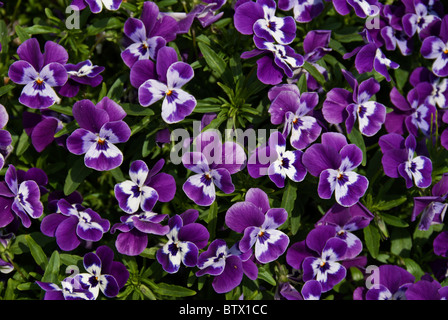 Blue and white pansies (Viola tricolor hortensis) flowering in an en masse planting. Stock Photo