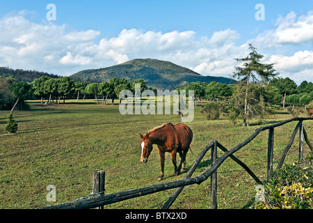 Horses in a valley near Riardo, Caserta, Campania, Italy