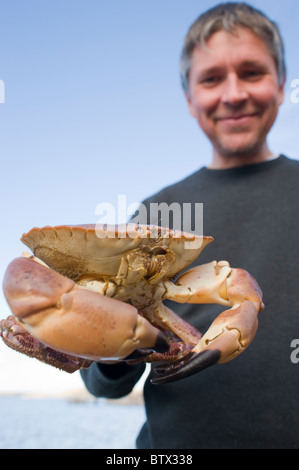 Per Karlsson of Evert's Sjobod, Grebbestad, Sweden holding a crab he has just caught in the sea on the west coast of Sweden. Stock Photo