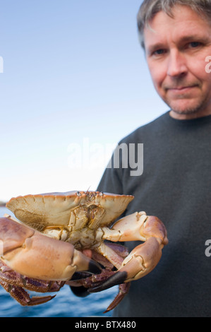 Per Karlsson of Evert's Sjobod, Grebbestad, Sweden holding a crab he has just caught in the sea on the west coast of Sweden. Stock Photo