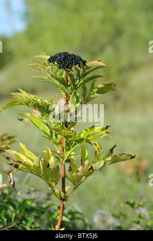 European Dwarf elder - Danewort - Walewort (Sambucus ebulus) fruits in autumn - Vaucluse - Provence - France Stock Photo