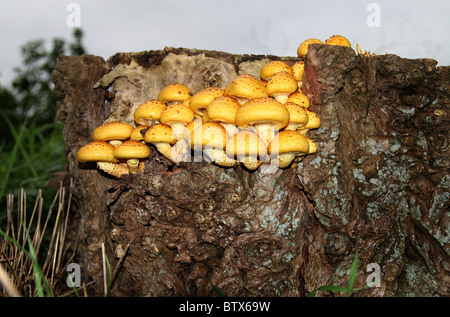 Toadstools growing in large numbers on rotting tree stump in public park. Stock Photo
