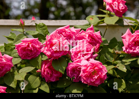 Snug Harbor Cultural Centre on Staten Island Stock Photo