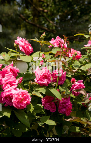 Snug Harbor Cultural Centre on Staten Island Stock Photo