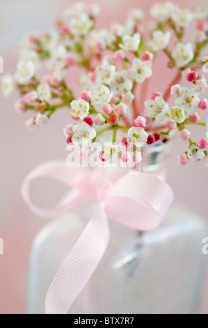 Viburnum flowers in vase with pink bow Stock Photo