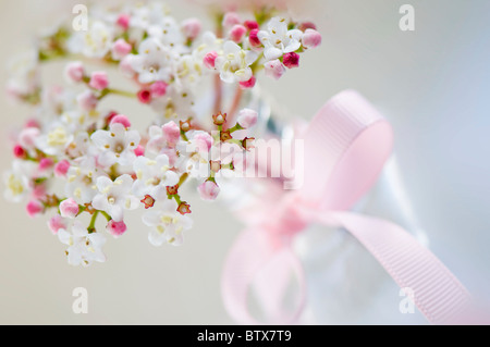 Viburnum flowers in vase pink bow Stock Photo