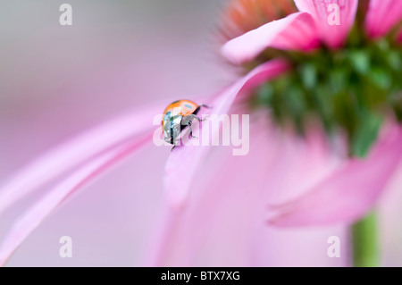 Coccinella septempunctata - Coccinella 7-punctata - 7-spot Ladybird on a pink coneflower Stock Photo