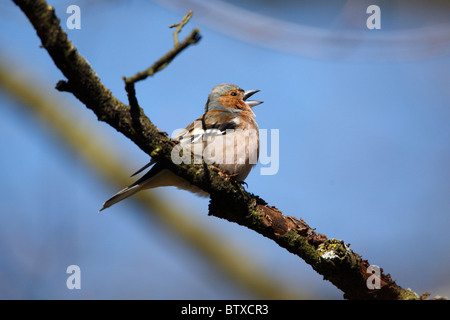Chaffinch (Fringilla coelebs), male singing, springtime, Germany Stock Photo