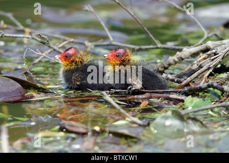 Coot (Fulica atra), two chicks beside nest in pond, Germany Stock Photo