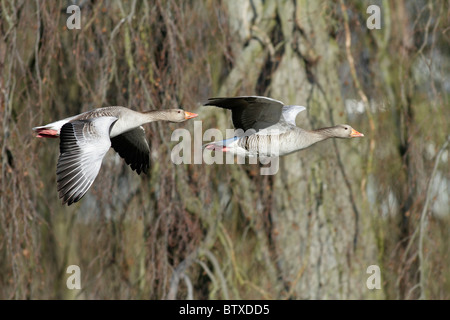 Greylag Goose (Anser anser), to birds in flight, Germany Greylag Goose (Anser anser), to birds in flight, Germany