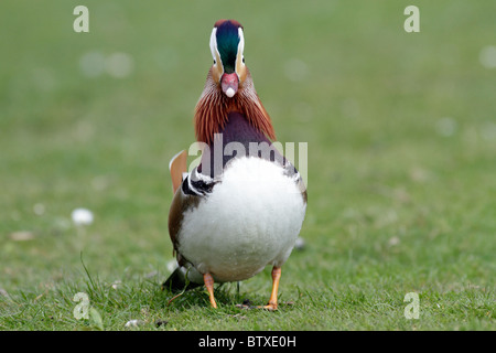 Mandarin Duck (Aix galericulata), drake displaying to female or duck, Germany Stock Photo