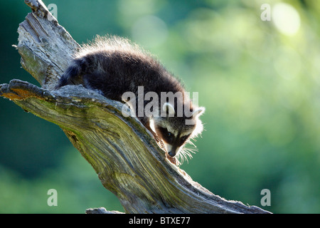 Raccoon (Procyon lotor), baby animal playing on dead branch, Germany Stock Photo